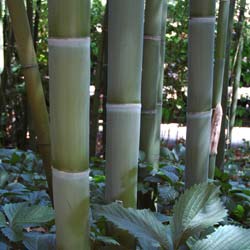 Bambu Phyllostachys viridis